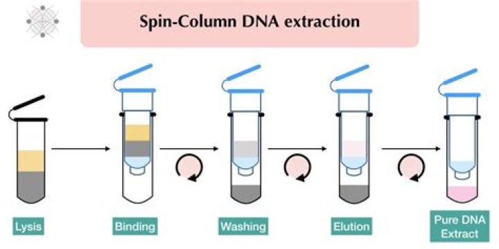 What method is used for DNA?