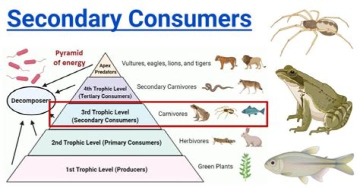 What might eat a secondary consumer?