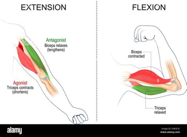 What muscles are involved in flexion?