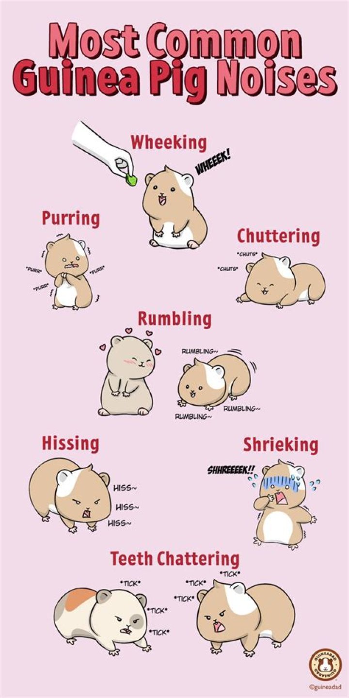 What noise do guinea pigs make when they are in pain?