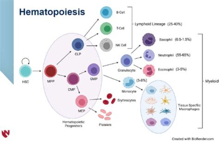 What organ systems function in hematopoiesis?