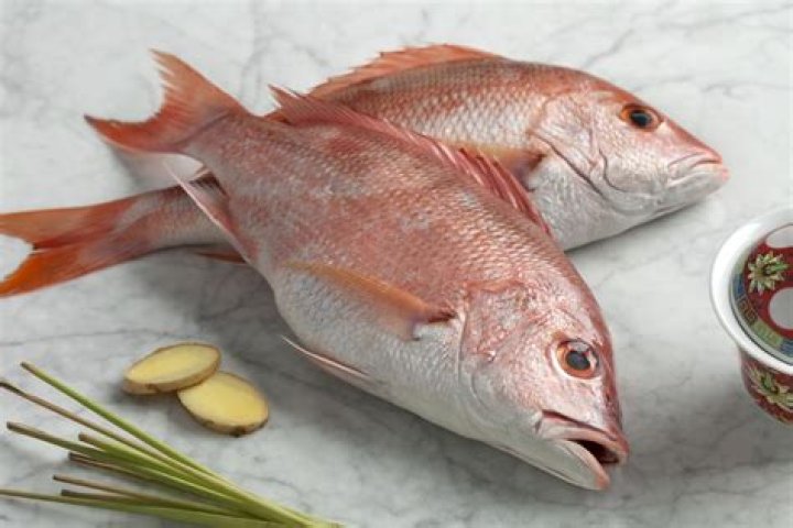 What other fish does red snapper taste like?