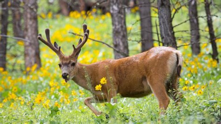 What park has deers?