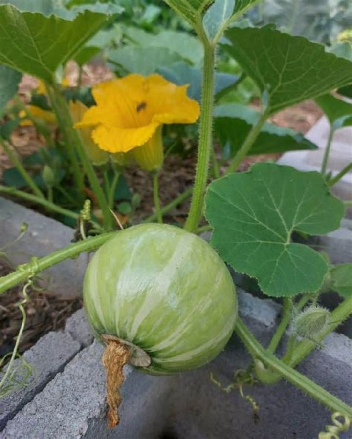 What part of a plant is a pumpkin?