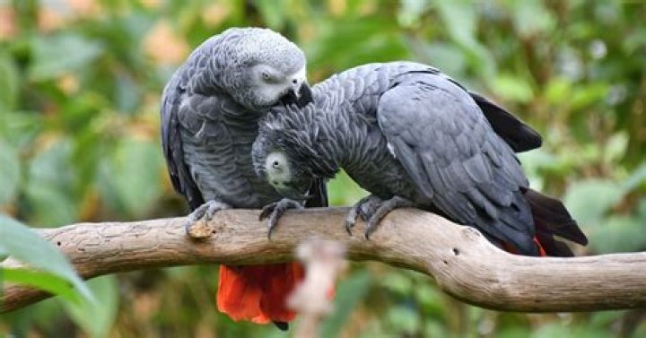 What part of Africa do African GREY parrots come from?