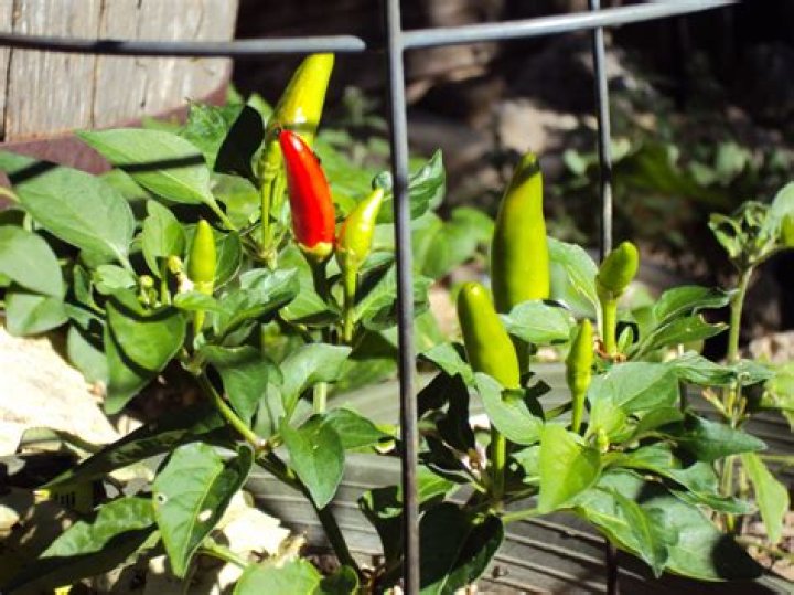 What peppers grow upward?