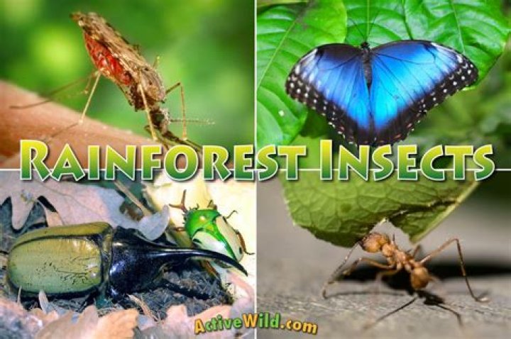 What percentage of insects live in the rainforest?