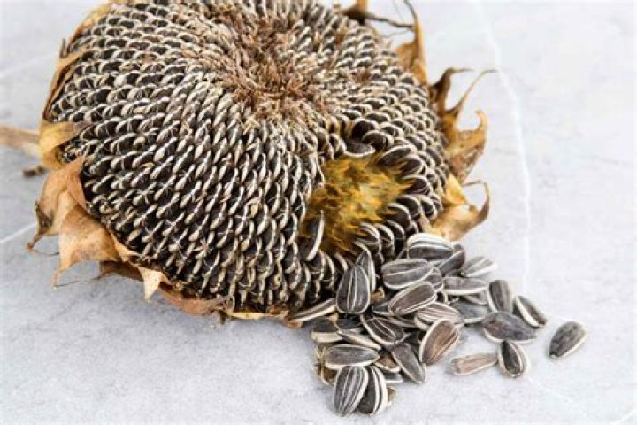 What percentage of oil is each sunflower seed composed of?