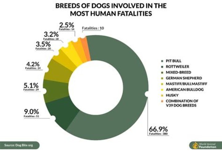 What percentage of pit bulls are abused?