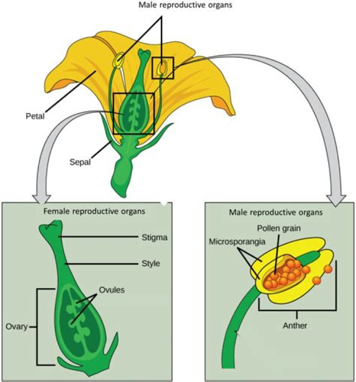 What plant structures are responsible for reproduction?