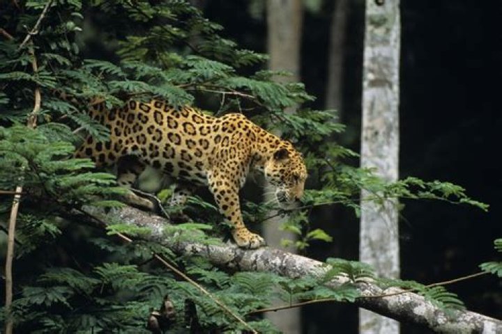 What plants and animals live in tropical rainforests?