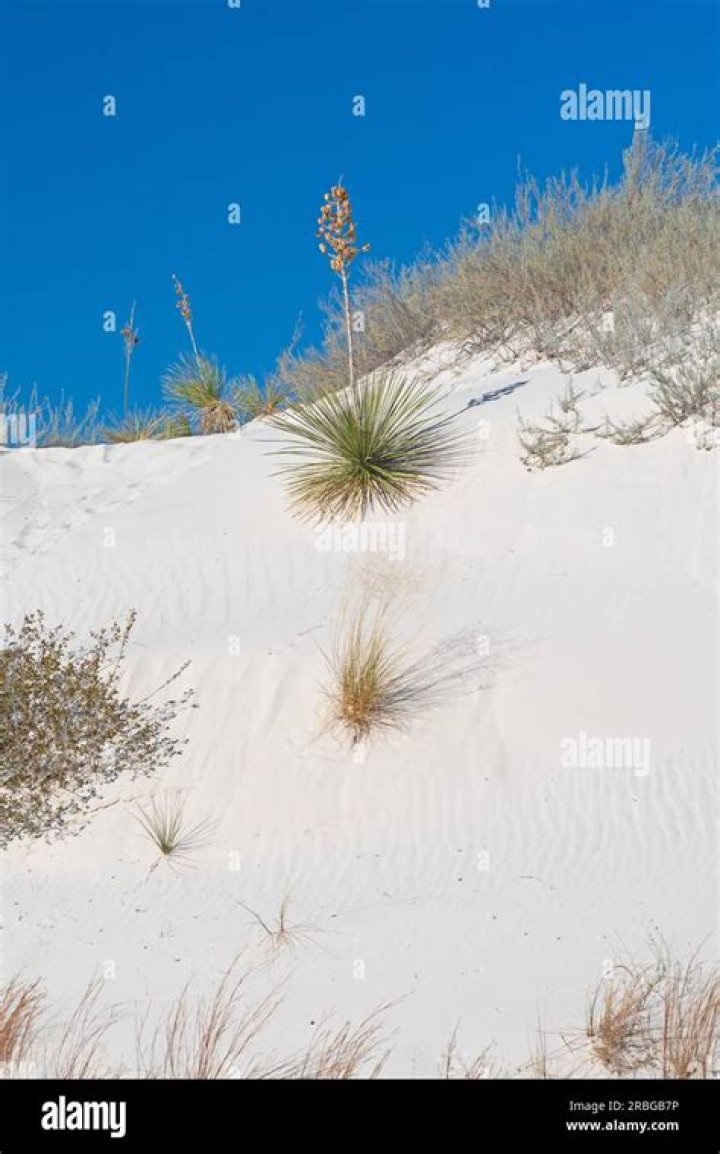 What plants are in the foothills?