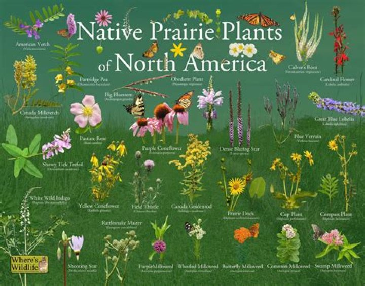 What plants are in the USA?