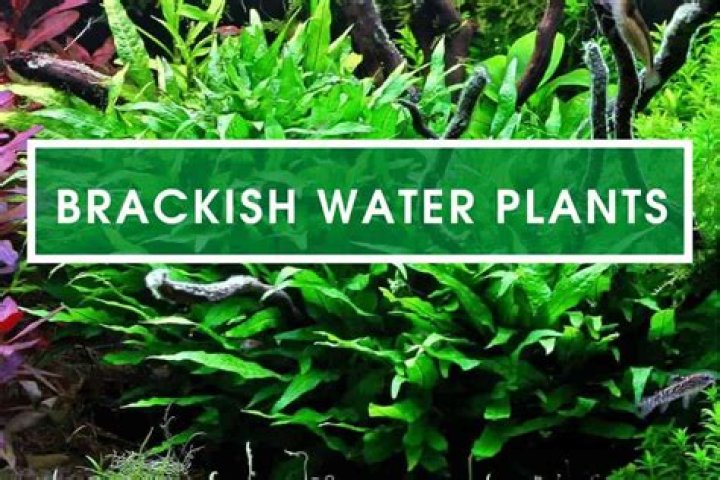 What plants can live in brackish water?