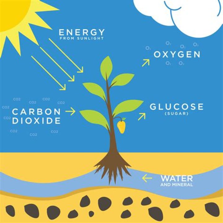 What plants convert the most co2?