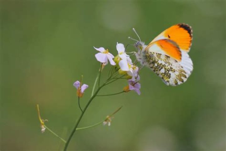 What plants do orange tip butterflies like?