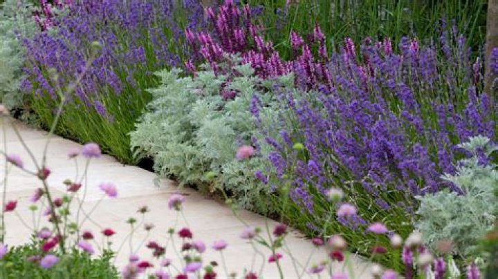 What plants go with lavender?