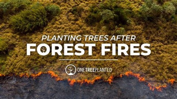 What plants grow after a fire?