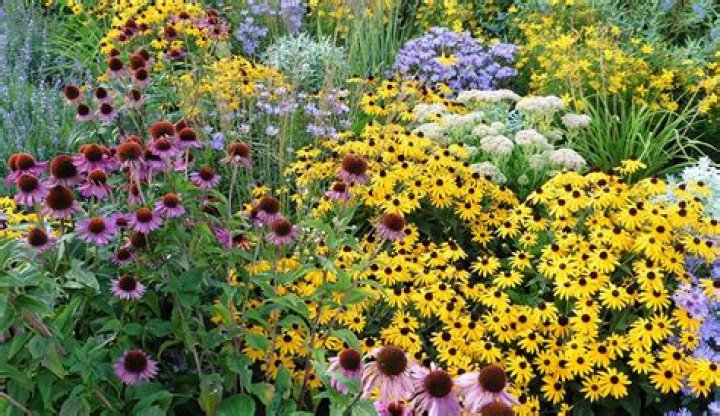 What plants will flower all summer?