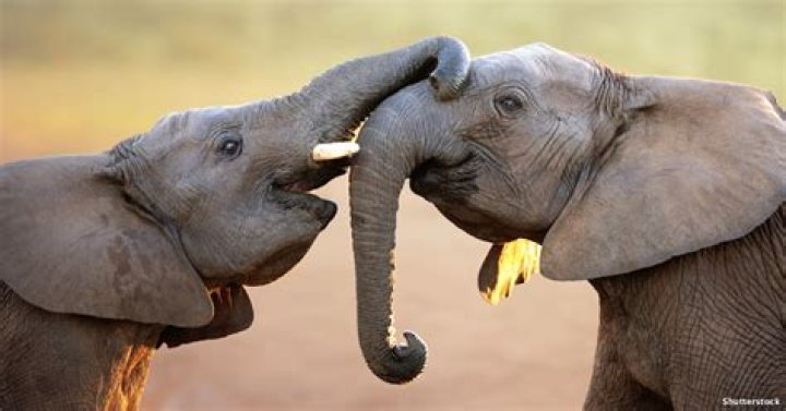 What problems do elephants face?