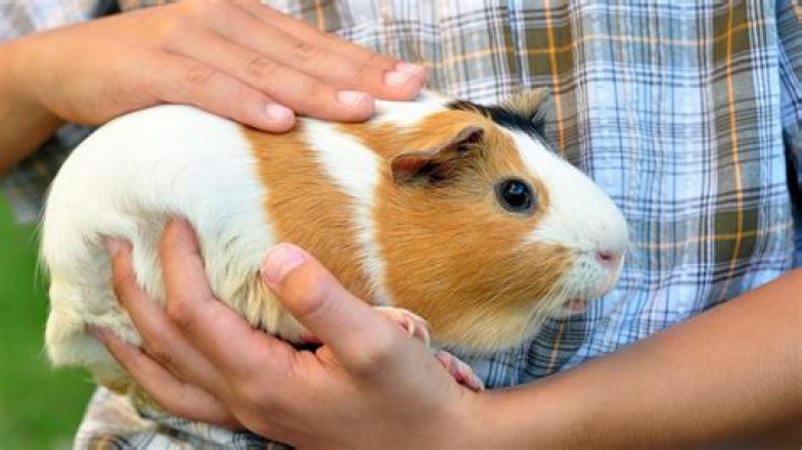 What relaxes guinea pigs?