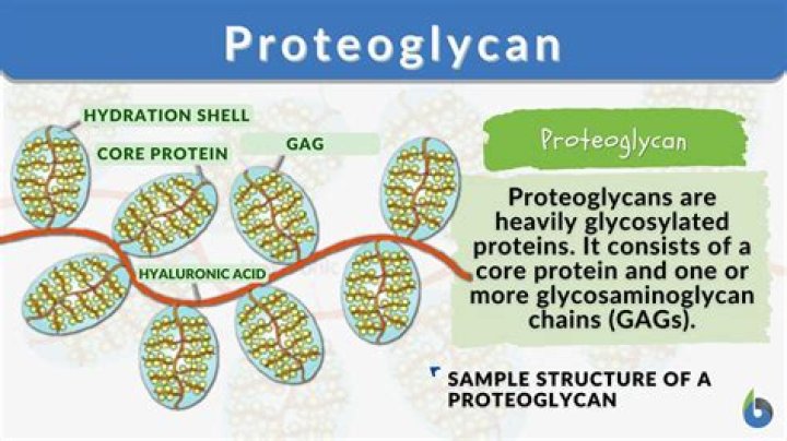 What role do proteoglycans play during development?