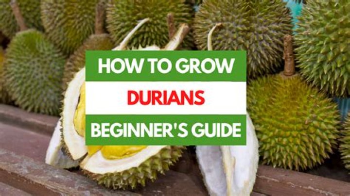 What season does durian grow?