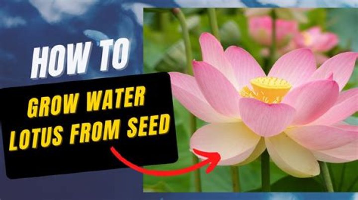 What seeds grow in water?