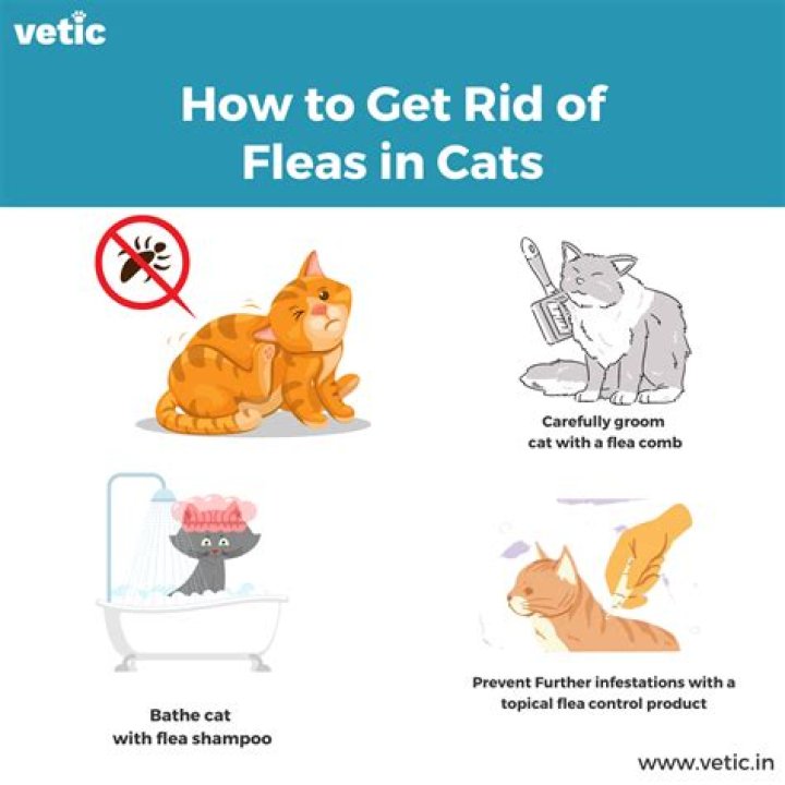 What shampoo is good to get rid of fleas?