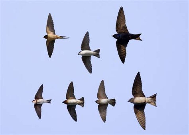 What shape is a swallow's tail?