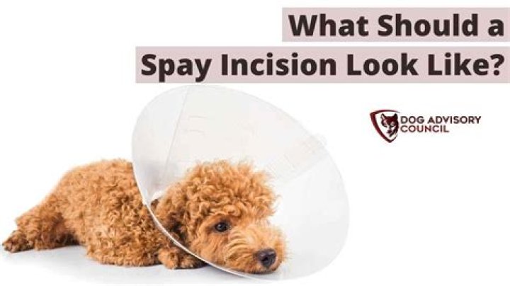 What should a spay incision look like after 7 days?