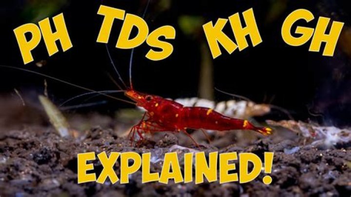 What should GH and KH be for shrimp?