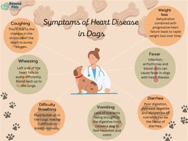 What should I feed my dog with heart disease?