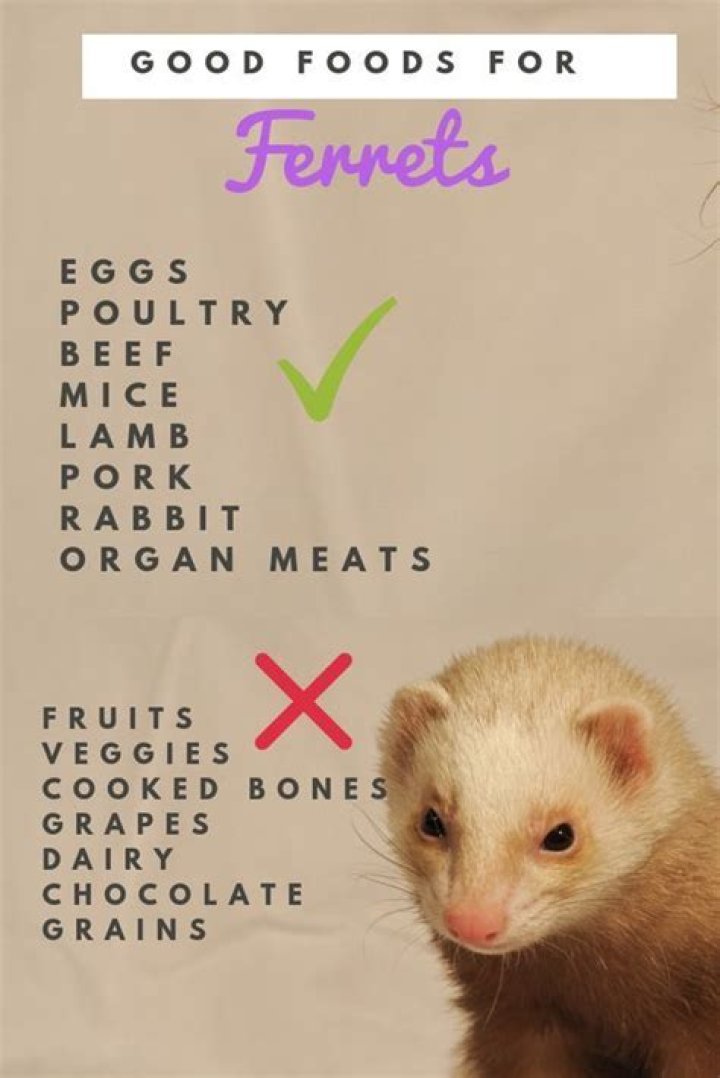What should I not feed my ferret?