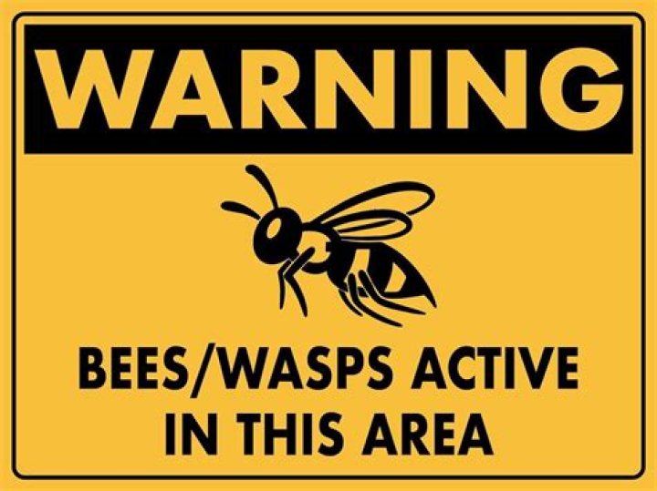 What signs indicate that the bees are sick?