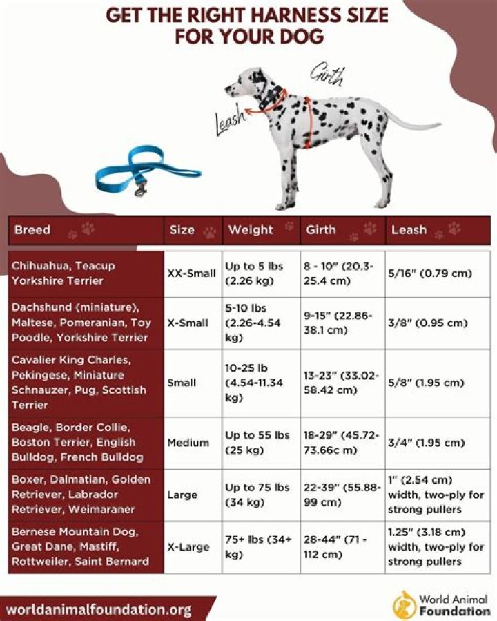 What size harness should I get for a pitbull?