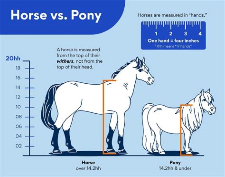 What size is a mini horse?
