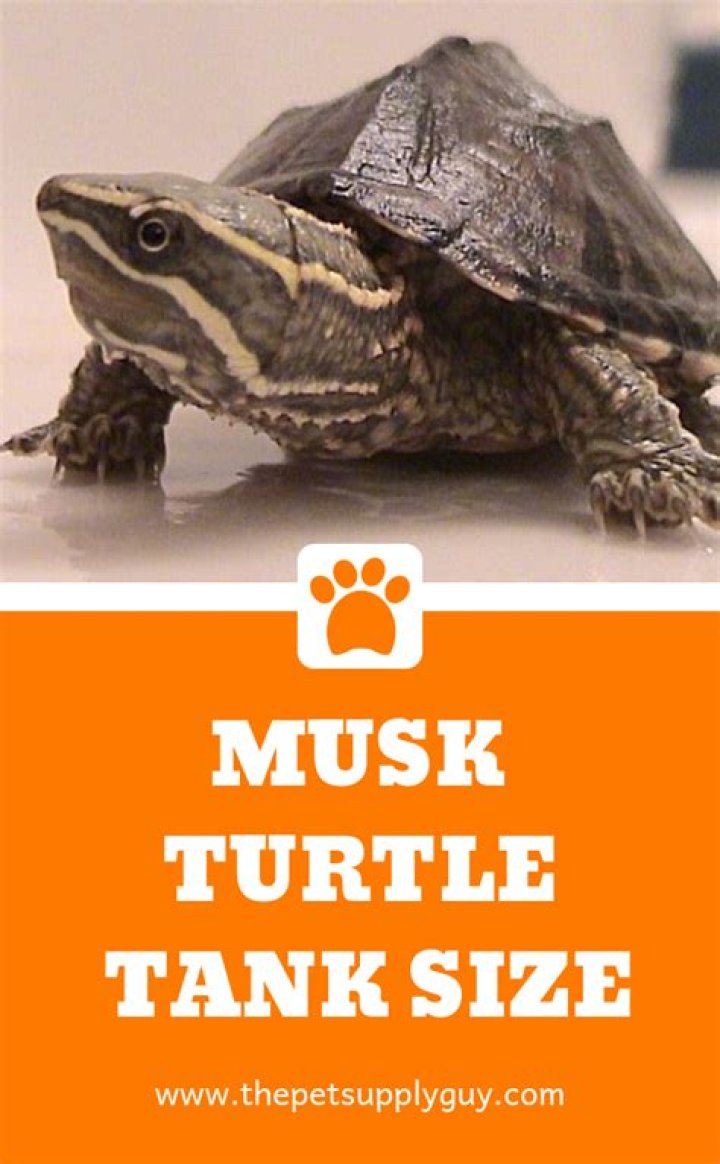 What size tank do musk turtles need?