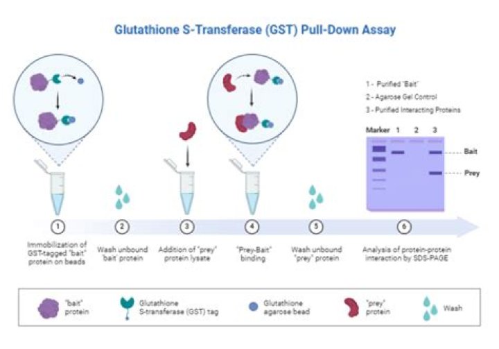What small molecule does glutathione S transferase GST have a high affinity for?