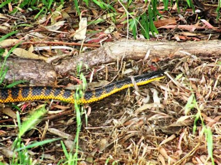 What snakes are found in Western Australia?