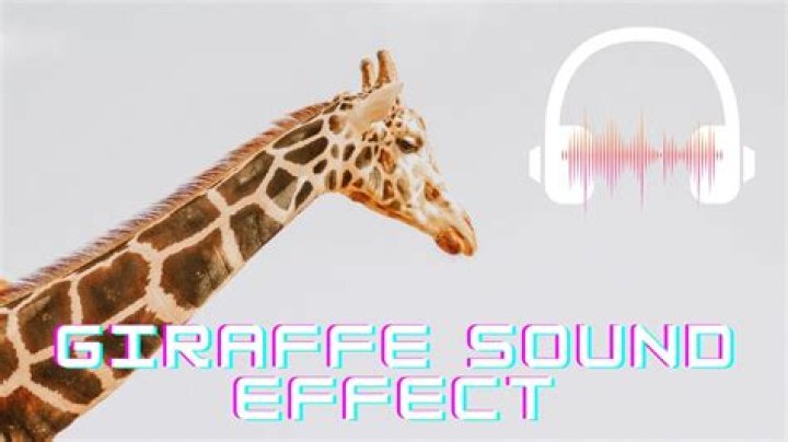 What sound does giraffe make?