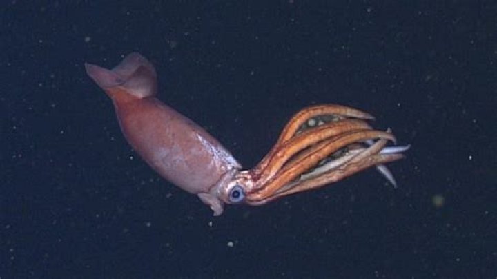 What species live on Mon Calamari?