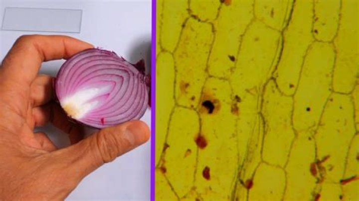 What stain do you use for onion cells?