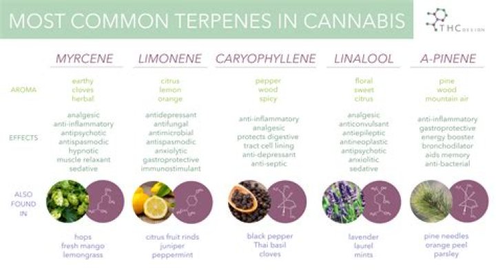 What strain has the most terpenes?