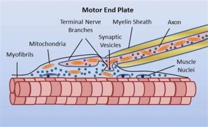 What structure contains the motor end plate?