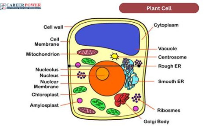 What structure provides support and protection for plant cells?