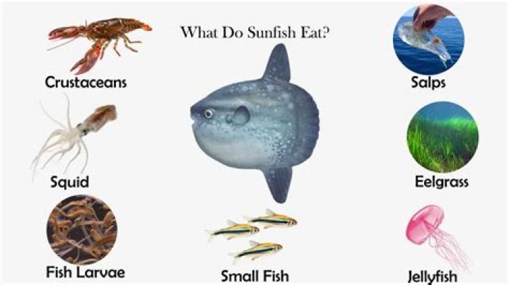 What sunfish means?