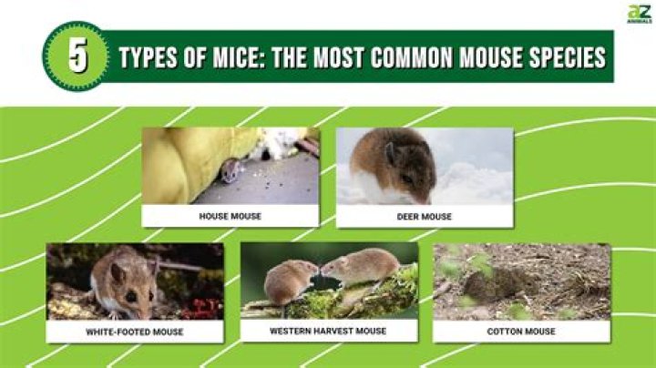 What technology is used by most mice?