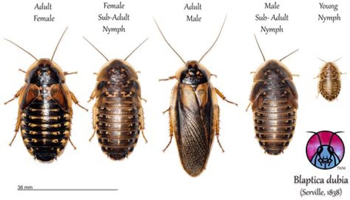 What temperature do Dubia roaches need to breed?