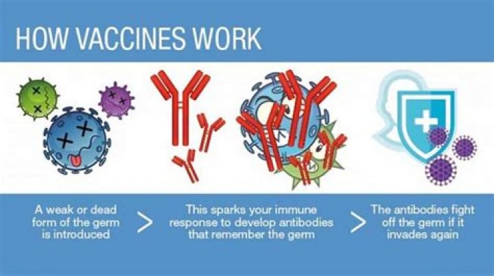 What the word vaccine means?